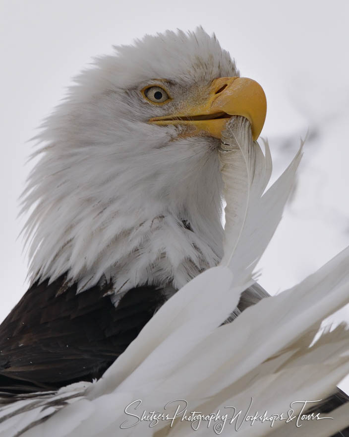 A Bald eagle preens 20151114 125939