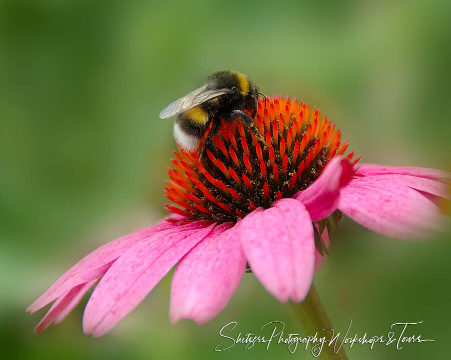 A Bees Workday on a Red and Pink Flower