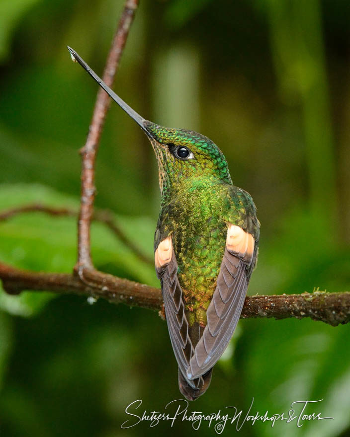 A Buff-Winged Starfrontlet tucks in his wings while perching on