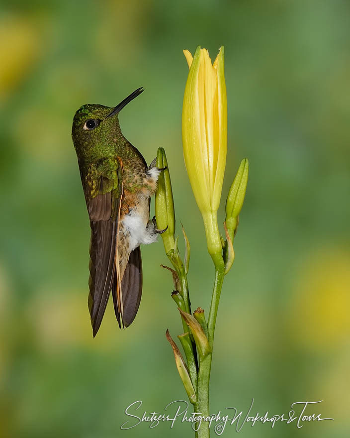 A Buff-tailed coronet hummingbird perches on yellow flower