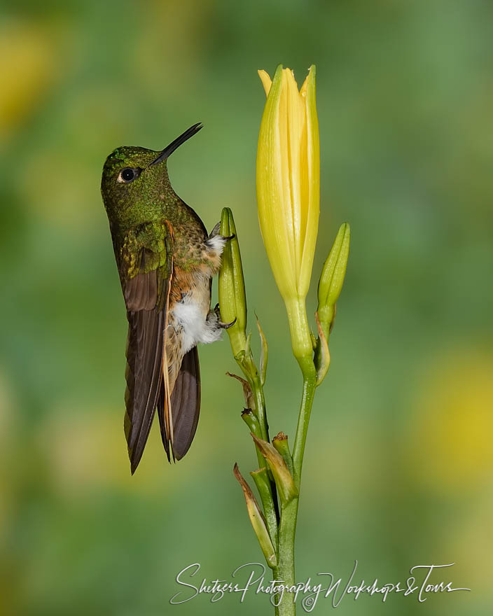 A Buff tailed coronet hummingbird perches on yellow flower 20150528 134727