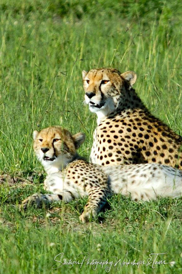 A Cheetahs Morning