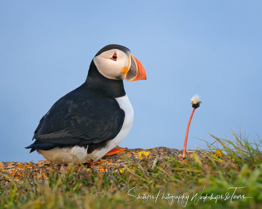 A Dandelion and a Puffin
