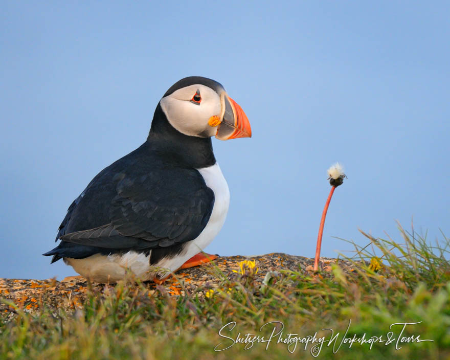 A Dandelion and a Puffin 20110703 192536