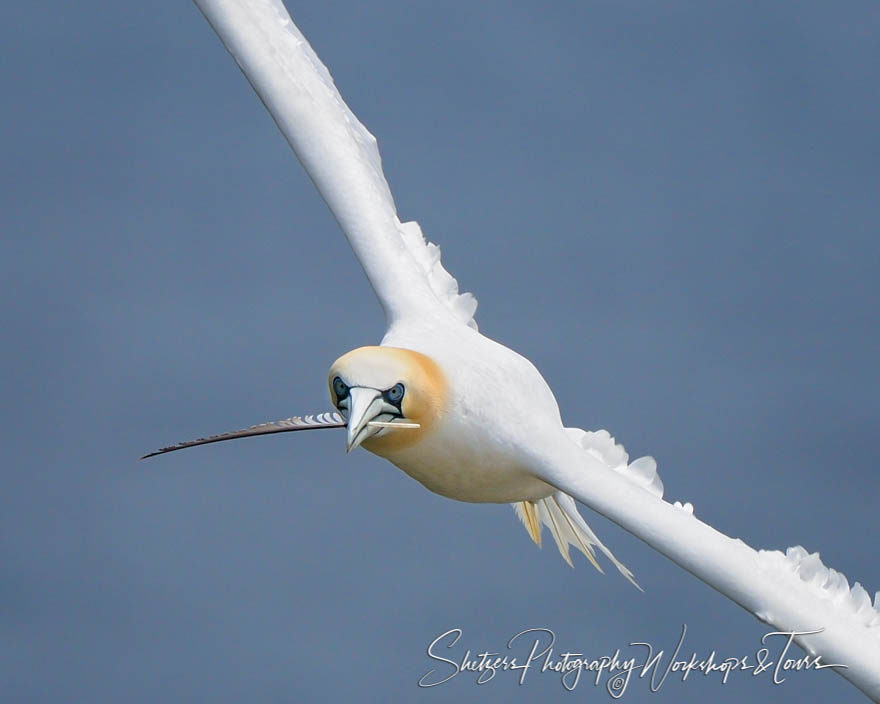 A Feather for the Nest – Northern Gannet