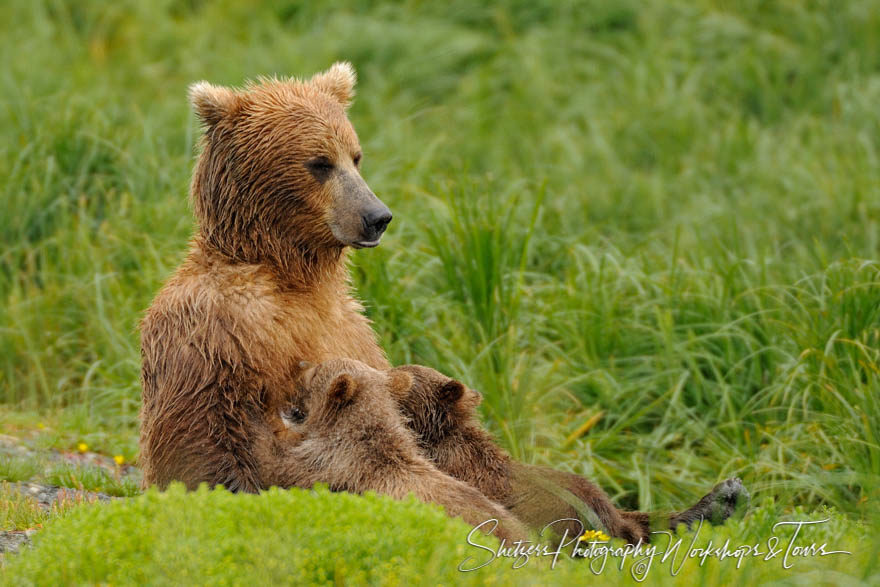 A Grizzly Bear Sow Nurses her Young Cubs in Alaska