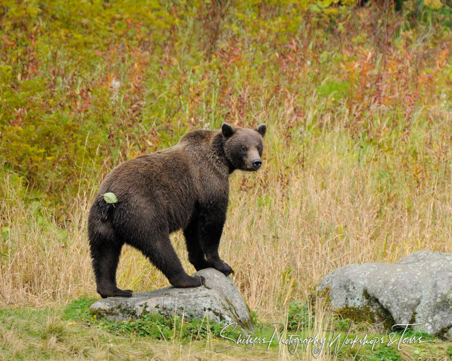 A Grizzly bear in the woods