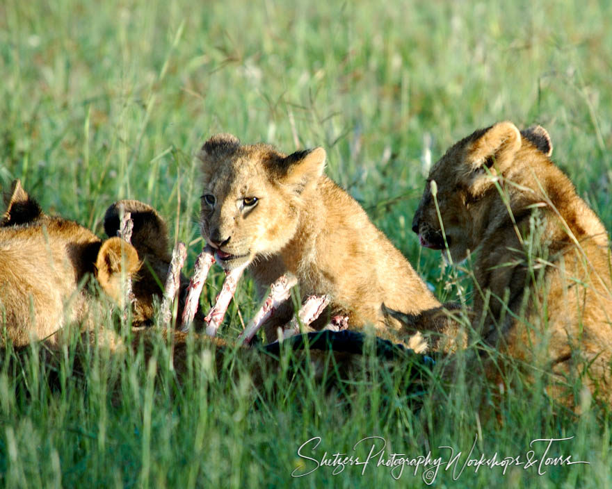 A Lion Cubs Breakfast
