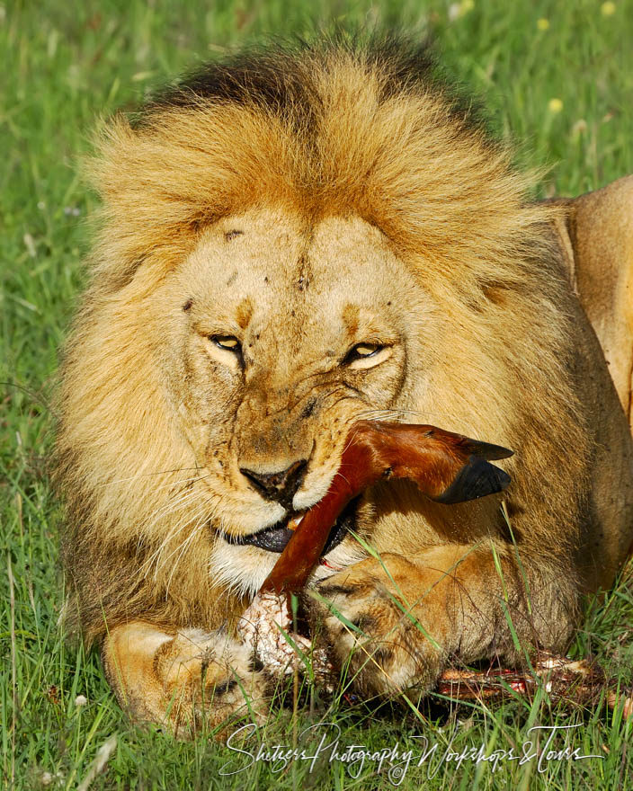 A Lions Kill of Masai Mara of Kenya
