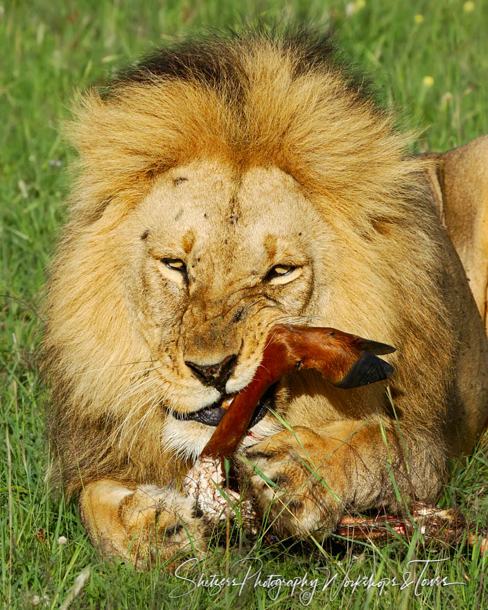 A Lions Kill of Masai Mara of Kenya 20060326 221614