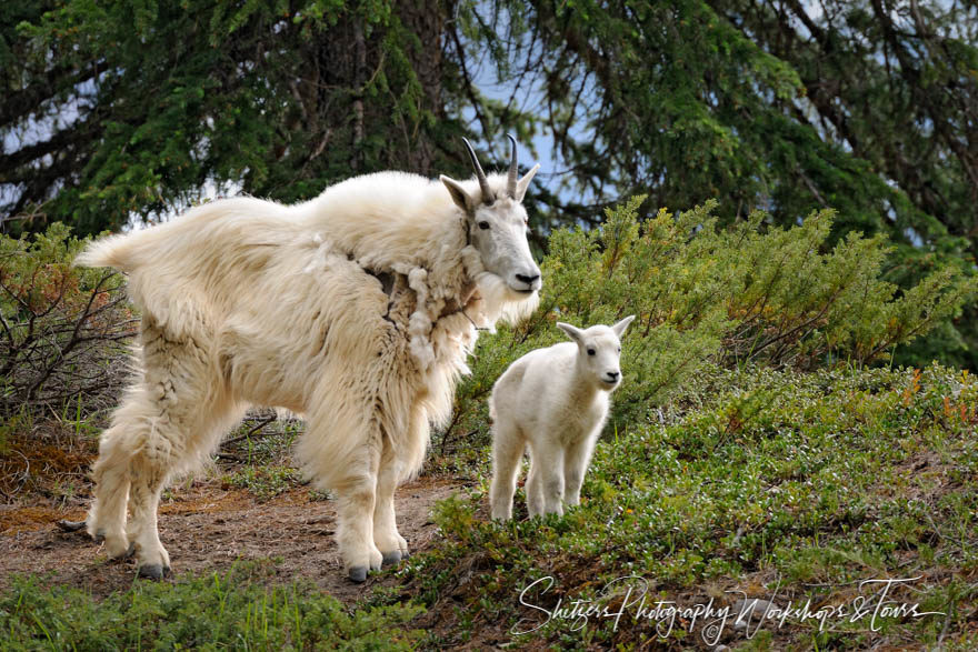A Mountain Goat and her Kid