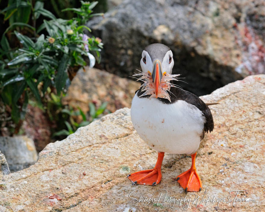 A Puffins Beak filled with Krill