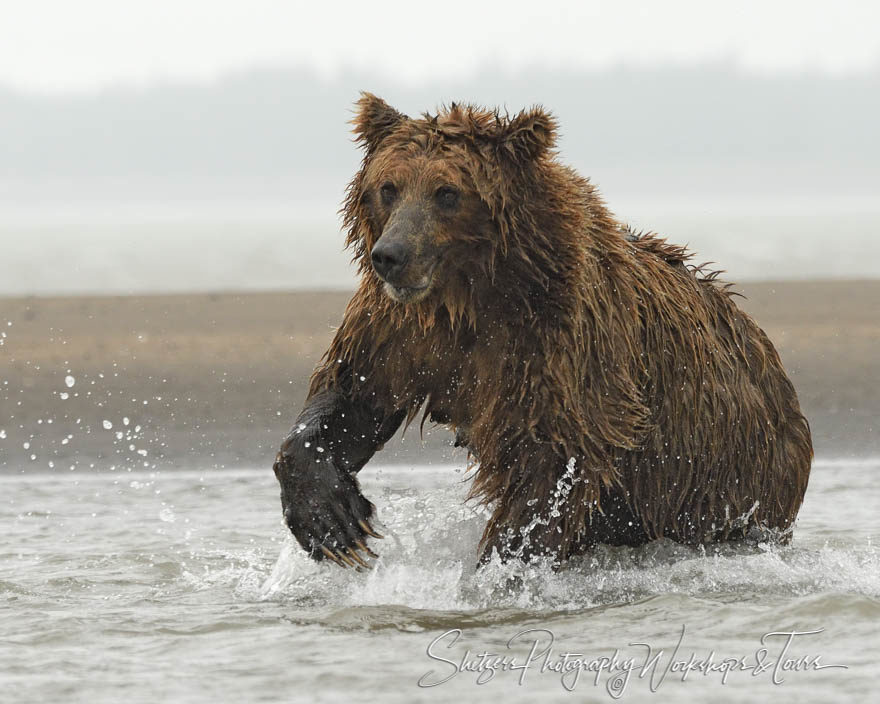 A Running Grizzly Bear Picture