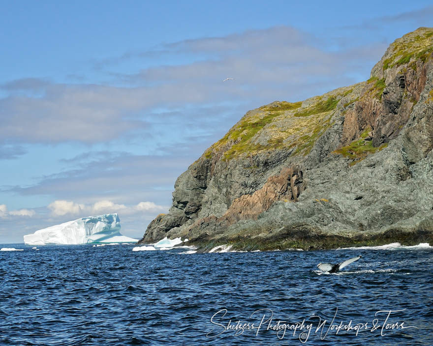 A Whale’s Tail and Icebergs off the coast of Newfoundland