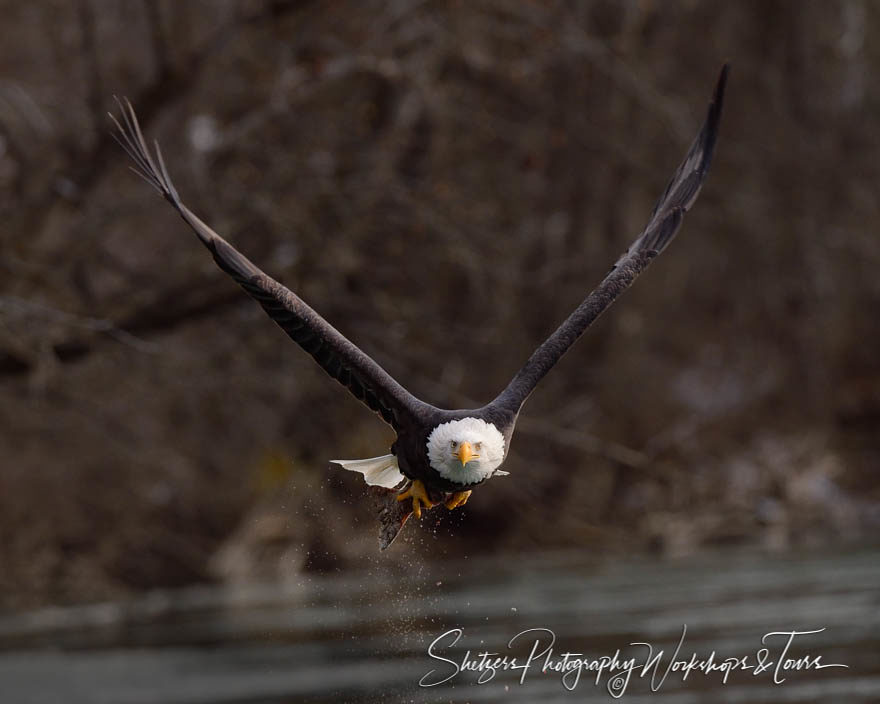 A bald eagle flies over river displaying its catch
