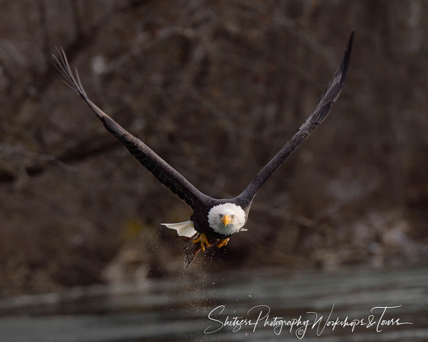 A bald eagle flies over river displaying its catch 20131116 112017
