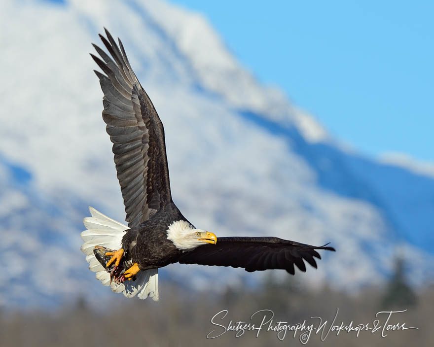 A bald eagle flies with salmon in its grips