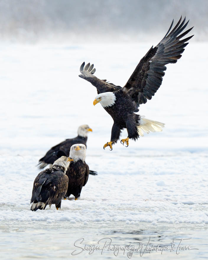 A bald eagle landing, joining other eagles on snowy ground