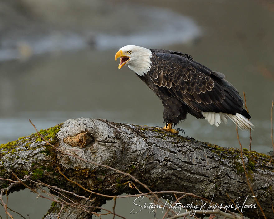 A bald eagle squawks as it perches on tree branch