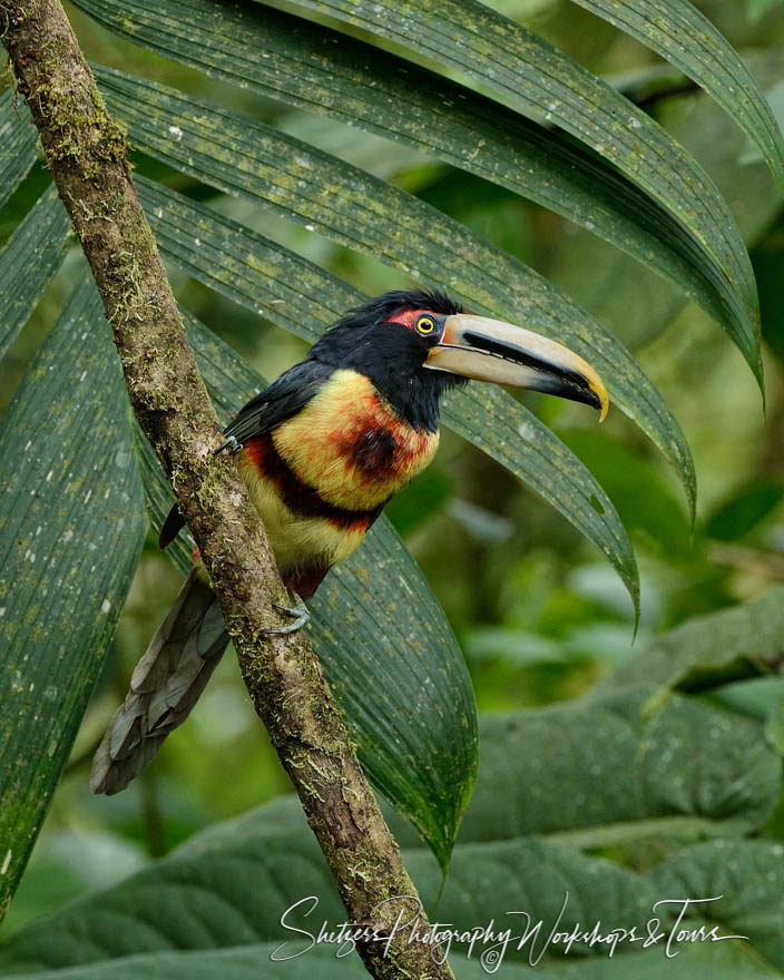 A brightly colored toucan perches on branch