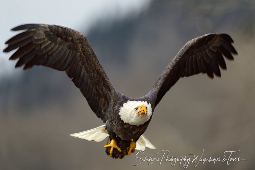A close up portrait of a bald eagle in flight