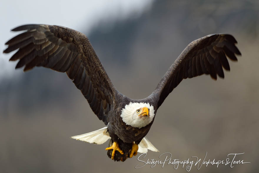 A close up portrait of a bald eagle in flight 20131110 111532