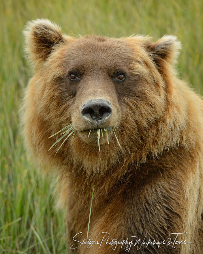 A close up portrait of a grizzly bear feeding on sedge in the va