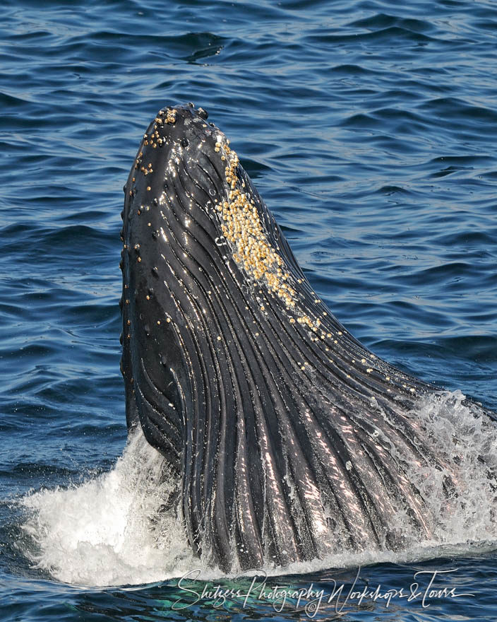 A humpback whale emerges from ocean off Newfoundland