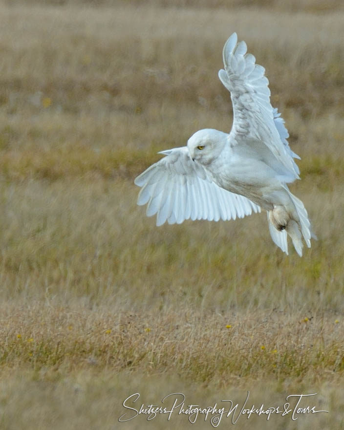 A male snowy owl takes flight