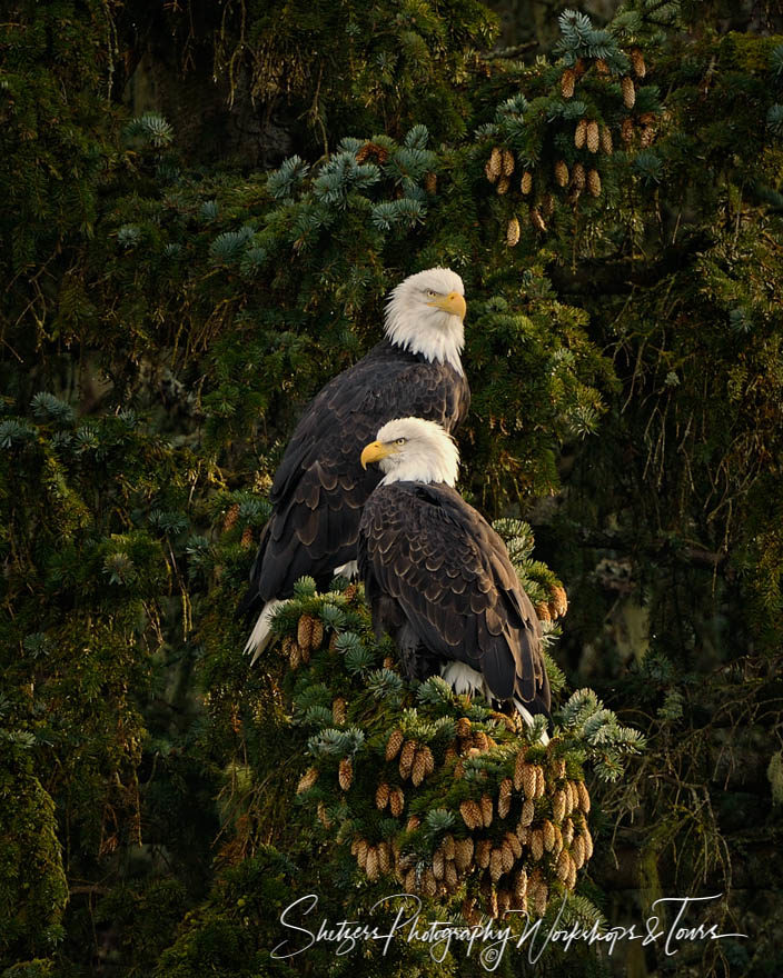 A mated pair of bald eagles in a tree