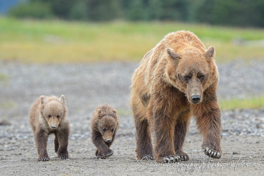 A pair of bear cubs walk alongside mama bear