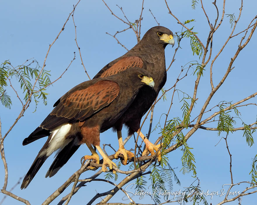 A pair of mated Harris’s Hawks