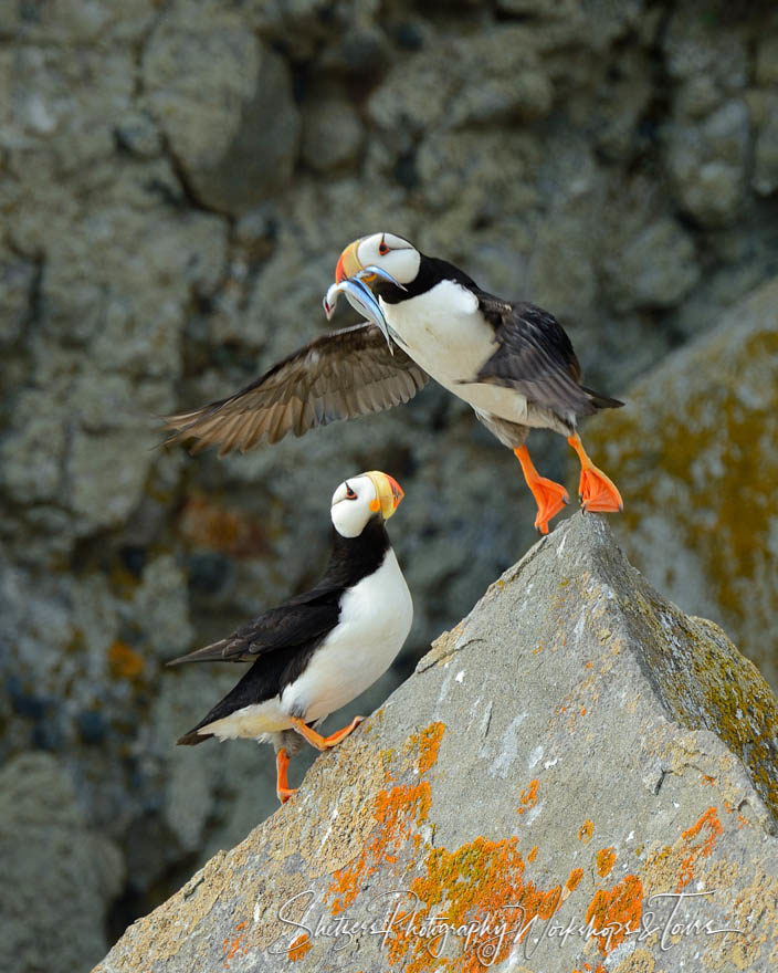 A pair of puffins inhabitat “bird island” in the Alaskan wildern