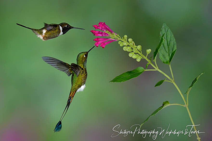 A white-bellied woodstar and a booted racket-tail hummingbird