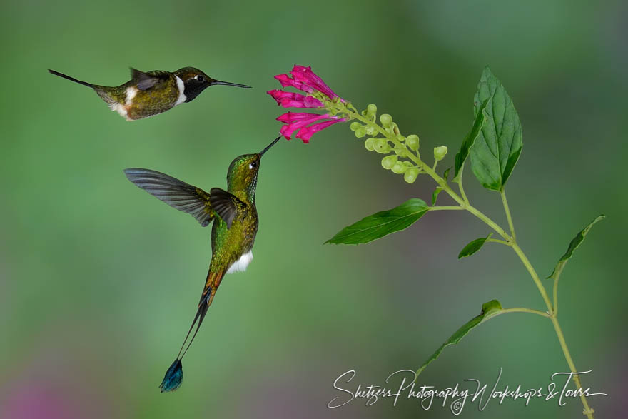A white bellied woodstar and a booted racket tail hummingbird 20150525 121932