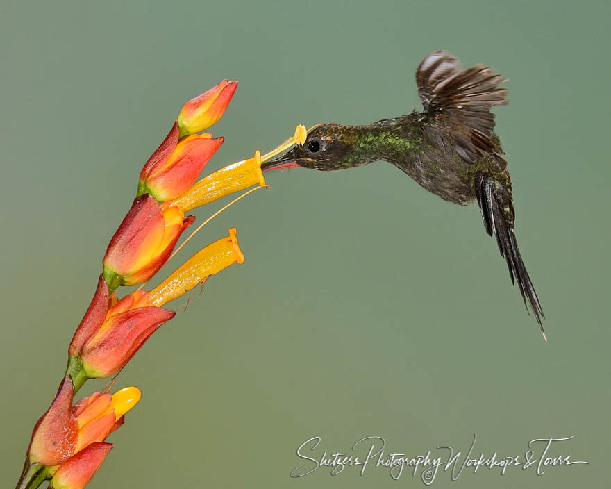 A white whiskered hummingbird with bright flower and gray backgr