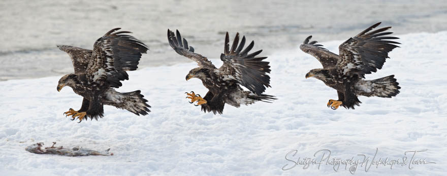 A young bald eagle grabbing salmon carcass