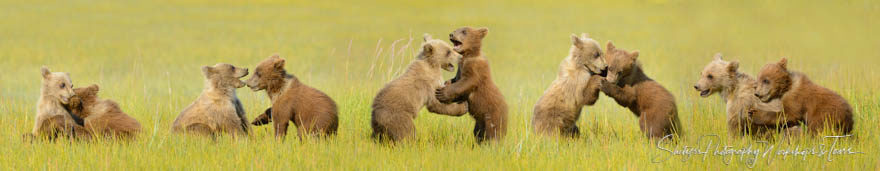 Action shots of bear cubs playing in grass