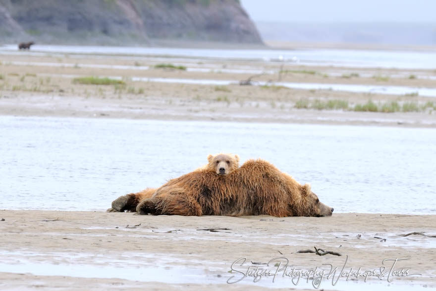 Adorable Brown Bear Cub resting head on mother