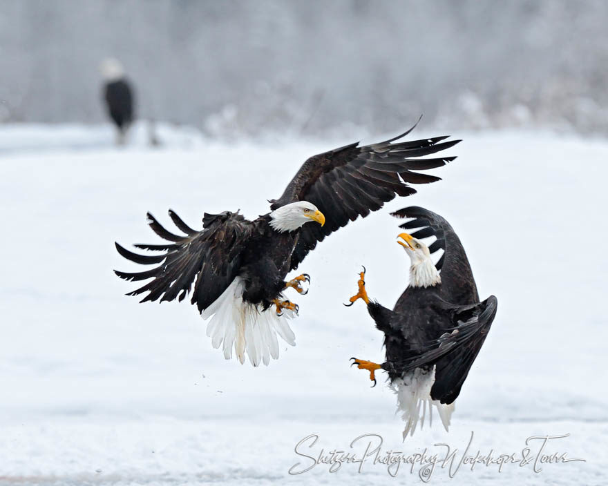 Adult Bald Eagles attack each other