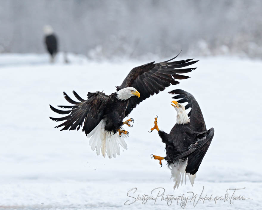 Adult Bald Eagles attack each other 20121112 170339