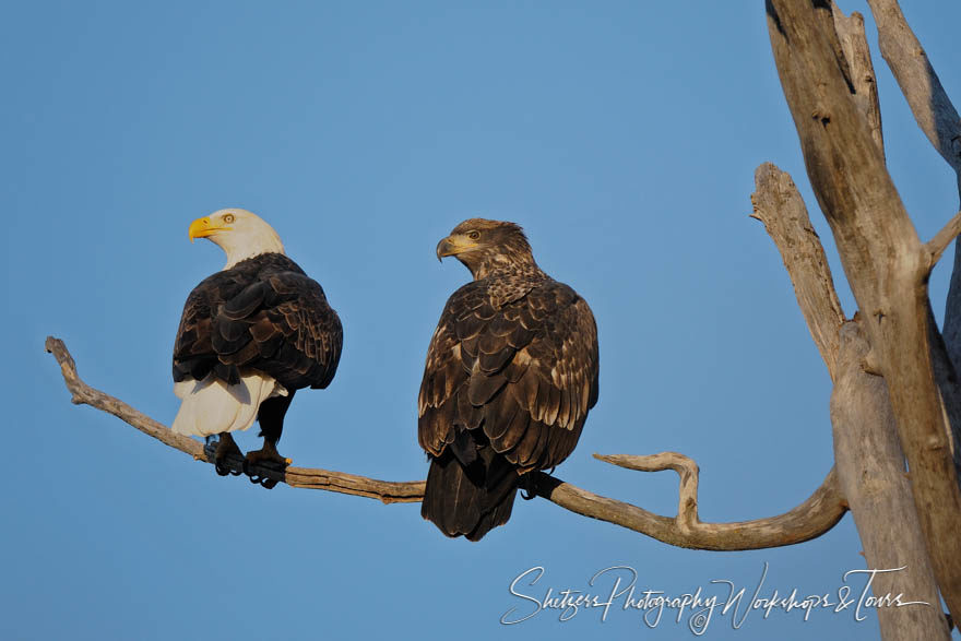 Adult and Juvenile Bald Eagles sit tree