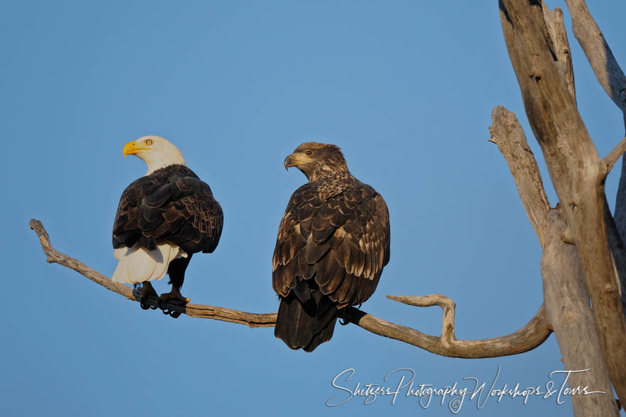 Adult and Juvenile Bald Eagles sit tree 20111103 134312