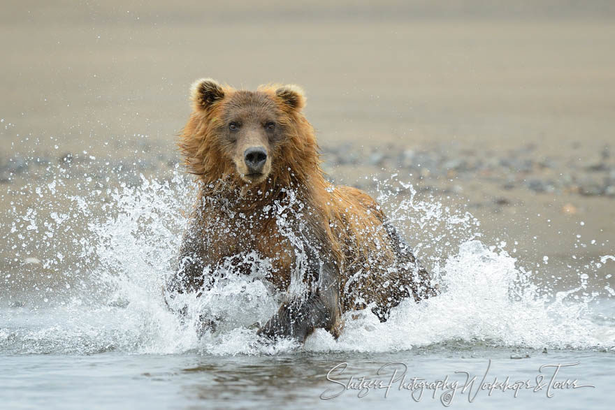 Adult grizzly bear bounds into water