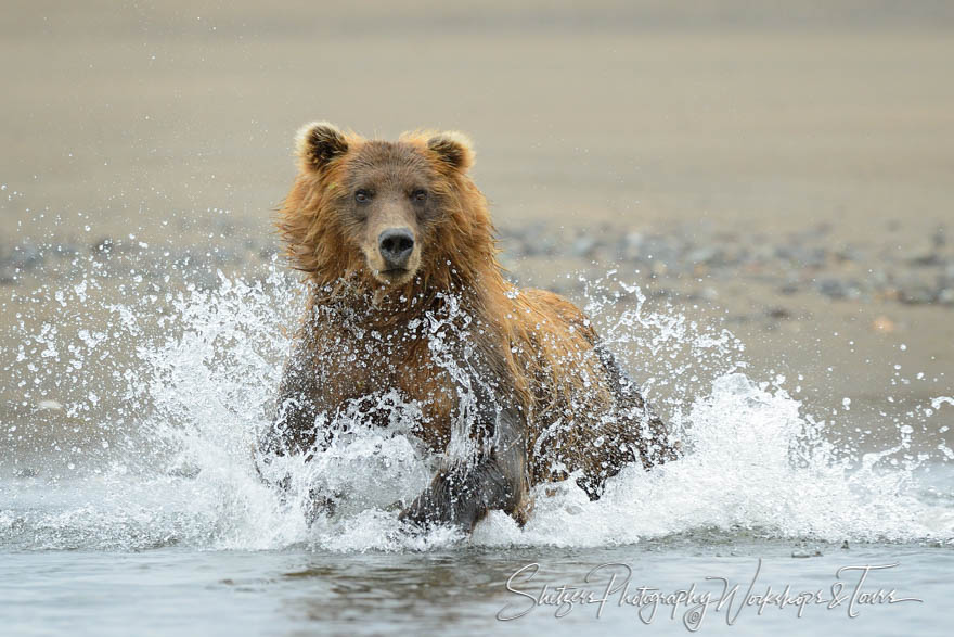 Adult grizzly bear bounds into water 20130802 130040