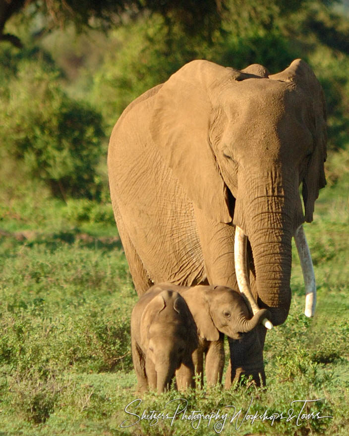 Affectionate Amboseli Elephants