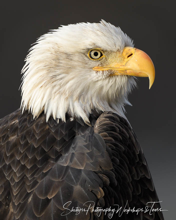 Alaskan Bald Eagle Face Close-up