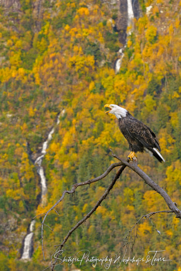 Alaskan Bald Eagle screams with waterfall in background