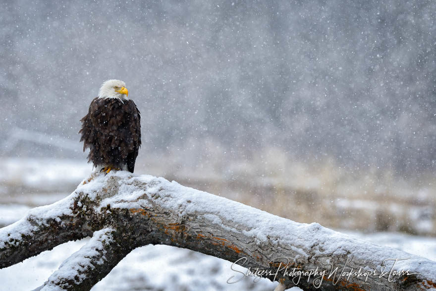 Alaskan Eagle in the snow