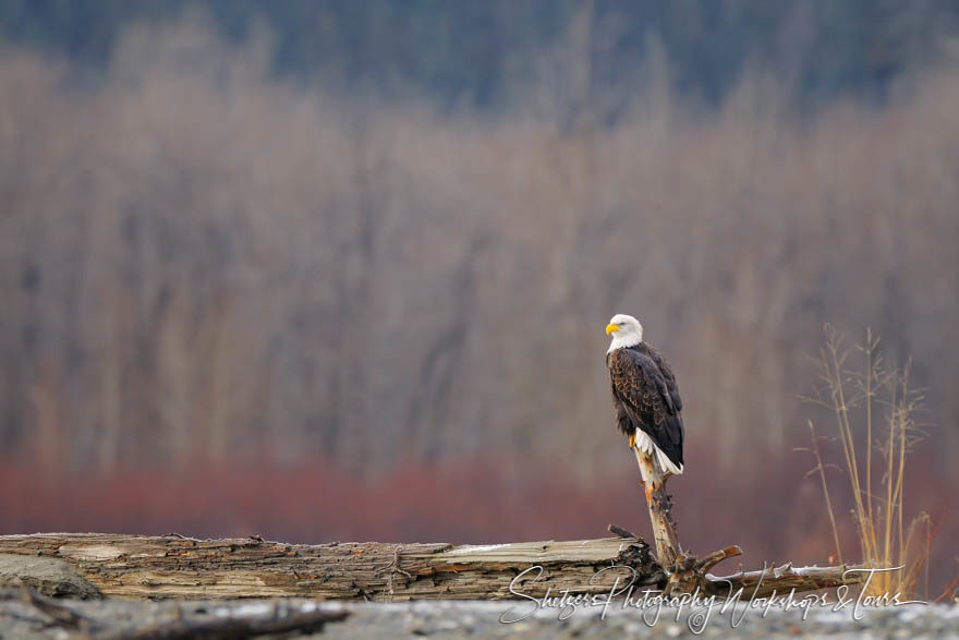 Alaskan Eagle with Autumn Colors